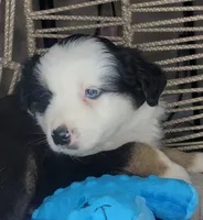 Patch, a male Miniature Australian Shepherd for sale in Lincoln, CA – Photo 4 of 9