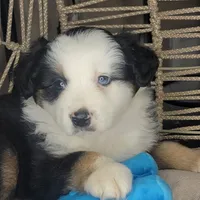 Patch, a male Miniature Australian Shepherd for sale in Lincoln, CA – Photo 8 of 9