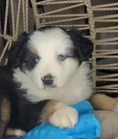 Patch, a male Miniature Australian Shepherd for sale in Lincoln, CA – Photo 8 of 9