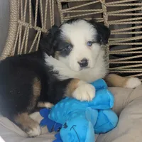 Patch, a male Miniature Australian Shepherd for sale in Lincoln, CA – Photo 3 of 9