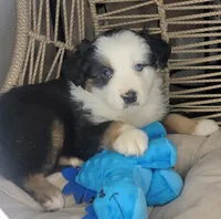 Patch, a male Miniature Australian Shepherd for sale in Lincoln, CA – Photo 3 of 9