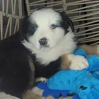 Patch, a male Miniature Australian Shepherd for sale in Lincoln, CA – Photo 7 of 9