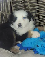 Patch, a male Miniature Australian Shepherd for sale in Lincoln, CA – Photo 7 of 9