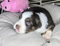 Daisy , a female Miniature Australian Shepherd for sale in Lincoln, CA – 4 of 8