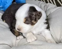 Petey, a male Miniature Australian Shepherd for sale in Lincoln, CA – 8 of 8