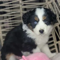 Lola, a female Miniature Australian Shepherd for sale in Lincoln, CA – Photo 5 of 8