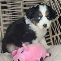 Lola, a female Miniature Australian Shepherd for sale in Lincoln, CA – Photo 6 of 8