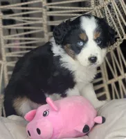 Lola, a female Miniature Australian Shepherd for sale in Lincoln, CA – Photo 6 of 8