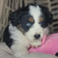 Lola, a female Miniature Australian Shepherd for sale in Lincoln, CA – Photo 3 of 8