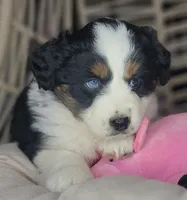 Lola, a female Miniature Australian Shepherd for sale in Lincoln, CA – Photo 3 of 8