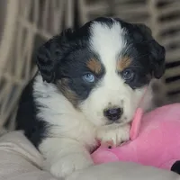 Lola, a female Miniature Australian Shepherd for sale in Lincoln, CA – Photo 8 of 8