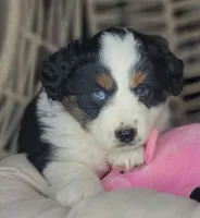Lola, a female Miniature Australian Shepherd for sale in Lincoln, CA – Photo 8 of 8