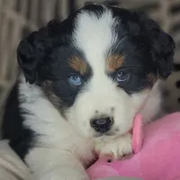 Lola, a female Miniature Australian Shepherd for sale in Lincoln, CA – Photo 4 of 8