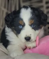 Lola, a female Miniature Australian Shepherd for sale in Lincoln, CA – Photo 4 of 8