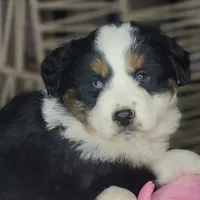 Lola, a female Miniature Australian Shepherd for sale in Lincoln, CA – Photo 7 of 8