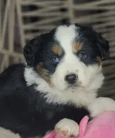 Lola, a female Miniature Australian Shepherd for sale in Lincoln, CA – Photo 7 of 8