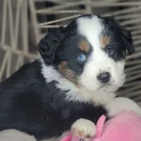 Lola, a female Miniature Australian Shepherd for sale in Lincoln, CA – Photo 1 of 8