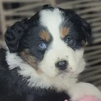 Lola, a female Miniature Australian Shepherd for sale in Lincoln, CA – Photo 2 of 8