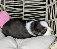 Rose, a female Miniature Australian Shepherd for sale in Lincoln, CA – 3 of 7