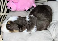 Rose, a female Miniature Australian Shepherd for sale in Lincoln, CA – 4 of 7