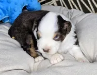 Petey, a male Miniature Australian Shepherd for sale in Lincoln, CA – 7 of 8