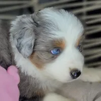 Blue, a female Miniature Australian Shepherd for sale in Lincoln, CA – Photo 2 of 10