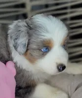 Blue, a female Miniature Australian Shepherd for sale in Lincoln, CA – Photo 2 of 10
