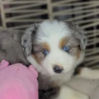 Blue, a female Miniature Australian Shepherd for sale in Lincoln, CA – Photo 5 of 10