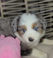 Blue, a female Miniature Australian Shepherd for sale in Lincoln, CA – Photo 5 of 10