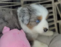 Blue, a female Miniature Australian Shepherd for sale in Lincoln, CA – Photo 9 of 10