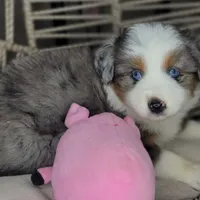 Blue, a female Miniature Australian Shepherd for sale in Lincoln, CA – Photo 10 of 10
