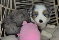 Blue, a female Miniature Australian Shepherd for sale in Lincoln, CA – Photo 10 of 10