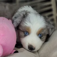 Blue, a female Miniature Australian Shepherd for sale in Lincoln, CA – Photo 7 of 10
