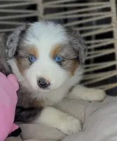 Blue, a female Miniature Australian Shepherd for sale in Lincoln, CA – Photo 4 of 10