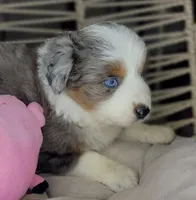 Blue, a female Miniature Australian Shepherd for sale in Lincoln, CA – Photo 6 of 10
