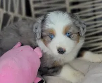 Blue, a female Miniature Australian Shepherd for sale in Lincoln, CA – Photo 8 of 10