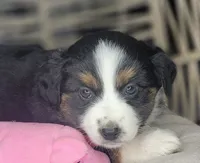 Zia, a female Miniature Australian Shepherd for sale in Lincoln, CA – Photo 1 of 10