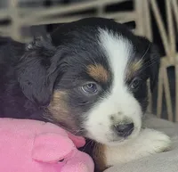 Zia, a female Miniature Australian Shepherd for sale in Lincoln, CA – Photo 3 of 10