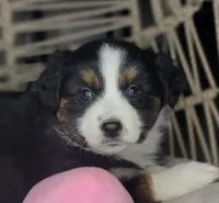 Zia, a female Miniature Australian Shepherd for sale in Lincoln, CA – Photo 9 of 10