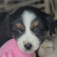Zia, a female Miniature Australian Shepherd for sale in Lincoln, CA – Photo 8 of 10