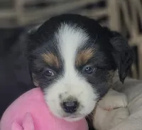 Zia, a female Miniature Australian Shepherd for sale in Lincoln, CA – Photo 8 of 10