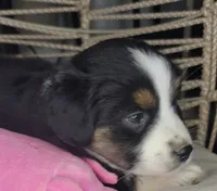 Zia, a female Miniature Australian Shepherd for sale in Lincoln, CA – Photo 6 of 10