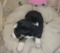 Ivy, a female Miniature Australian Shepherd for sale in Lincoln, CA – Photo 6 of 8