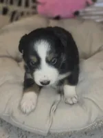 Ivy, a female Miniature Australian Shepherd for sale in Lincoln, CA – Photo 2 of 8