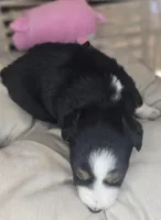 Ivy, a female Miniature Australian Shepherd for sale in Lincoln, CA – Photo 5 of 8