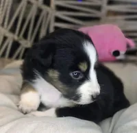 Ivy, a female Miniature Australian Shepherd for sale in Lincoln, CA – Photo 1 of 8
