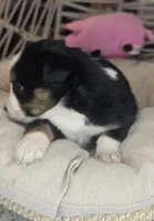 Ivy, a female Miniature Australian Shepherd for sale in Lincoln, CA – Photo 4 of 8