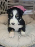 Ivy, a female Miniature Australian Shepherd for sale in Lincoln, CA – Photo 3 of 8