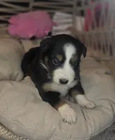 Ivy, a female Miniature Australian Shepherd for sale in Lincoln, CA – Photo 7 of 8