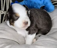 Petey, a male Miniature Australian Shepherd for sale in Lincoln, CA – 3 of 8